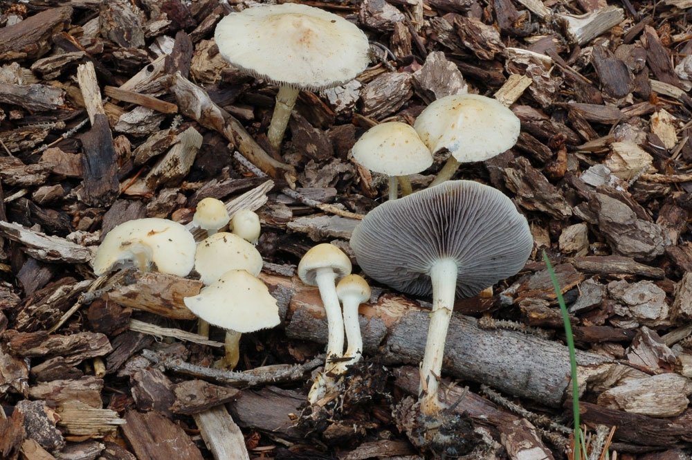 stropharia