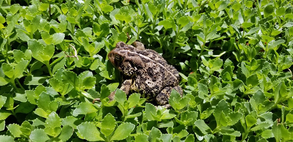 Toad in Woodland Mosaic