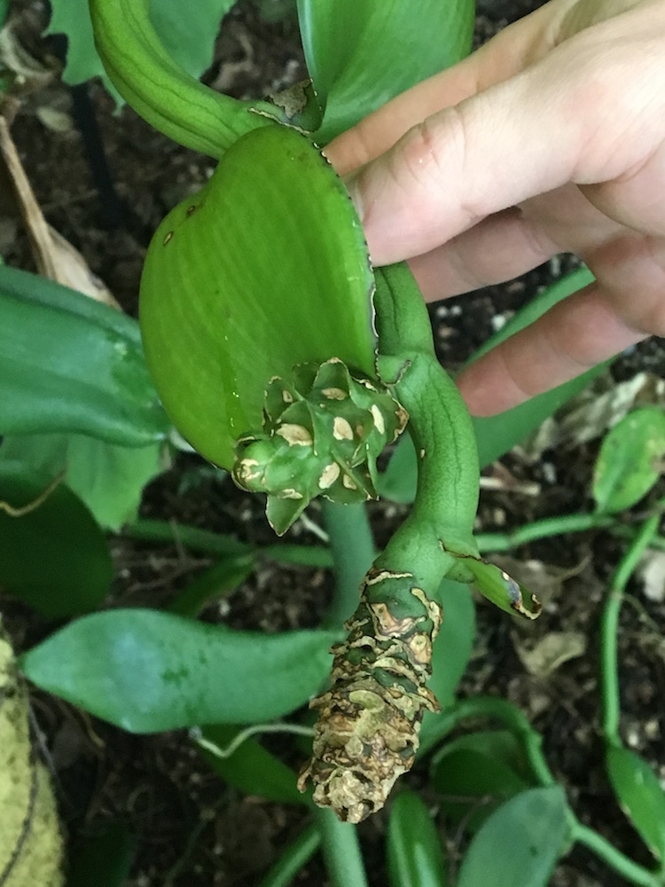 Holiday Spices in the Conservatory | Denver Botanic Gardens