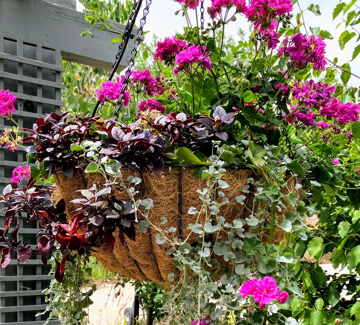 July Walking Tour - Container Displays | Denver Botanic Gardens