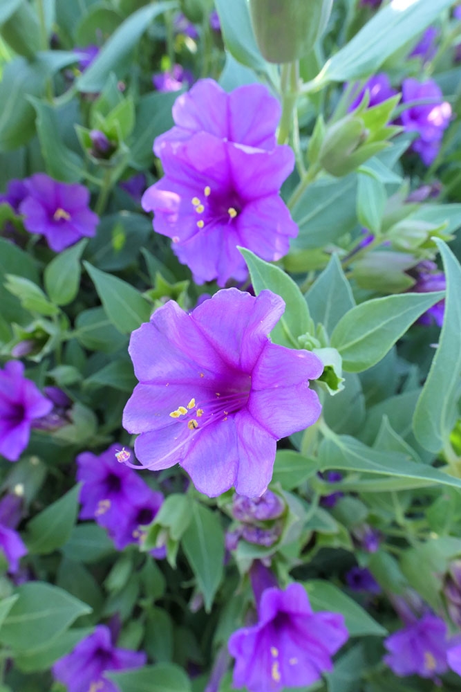Mirabilis multiflora