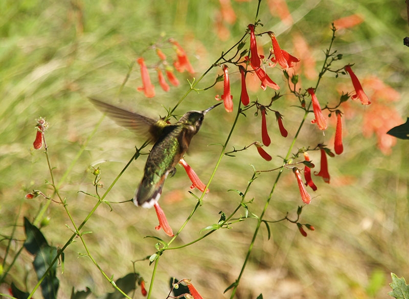 Penstemon rostriflorus with hummingbird