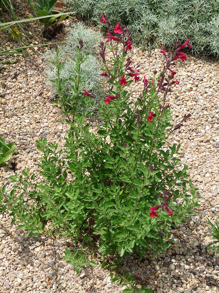 Salvia greggii Furmans Red