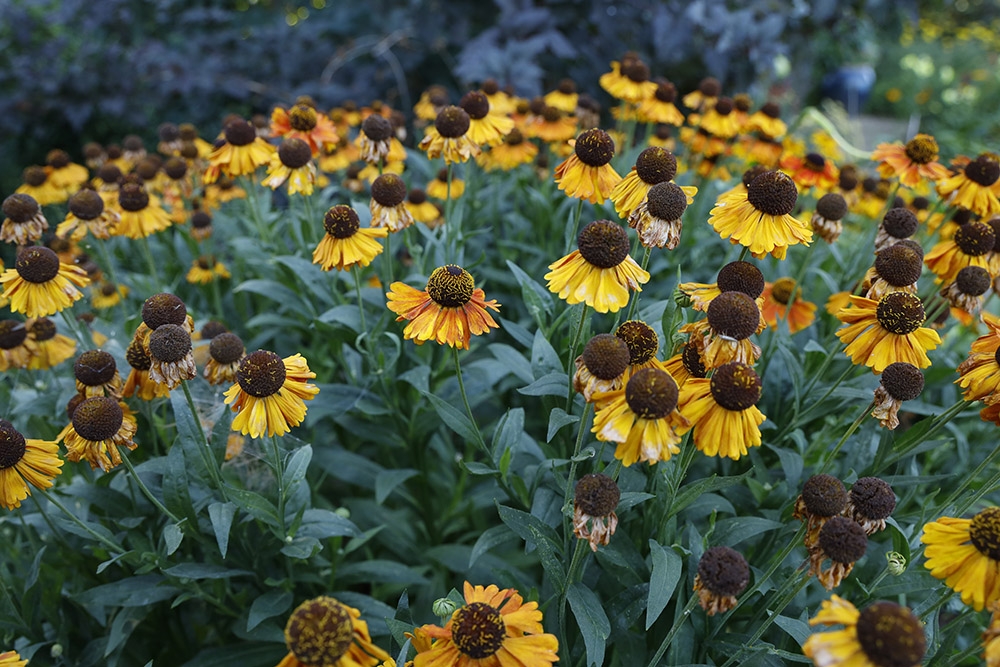 Helenium autumnale