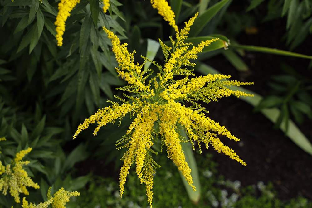 Solidago 