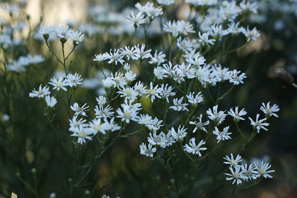 Symphyotrichum ericoides
