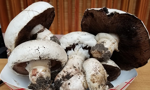 Colorado Mycological Society's Online Expo | Denver Botanic Gardens