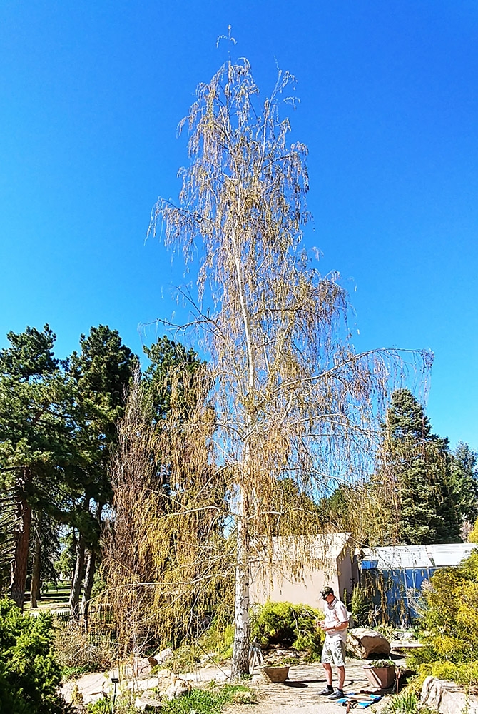 Betula pendula