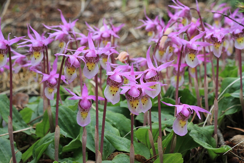 Calypso bulbosa