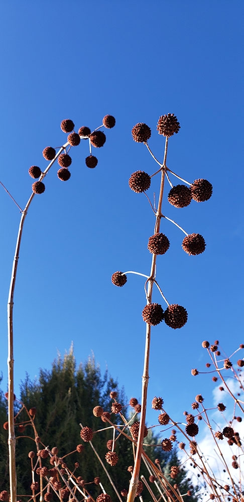 Buttonbush (Cephalanthus occidentalis)
