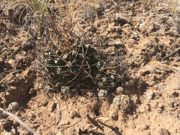 Colorado hookless cactus