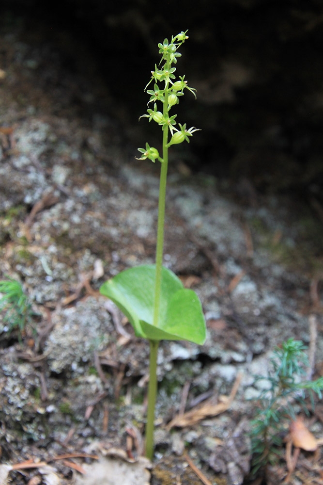 Listera cordata