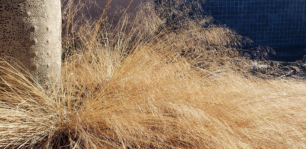 Undaunted muhly grass (Muhlenbergia reverchonii ‘PUND01S’ UNDAUNTED®)