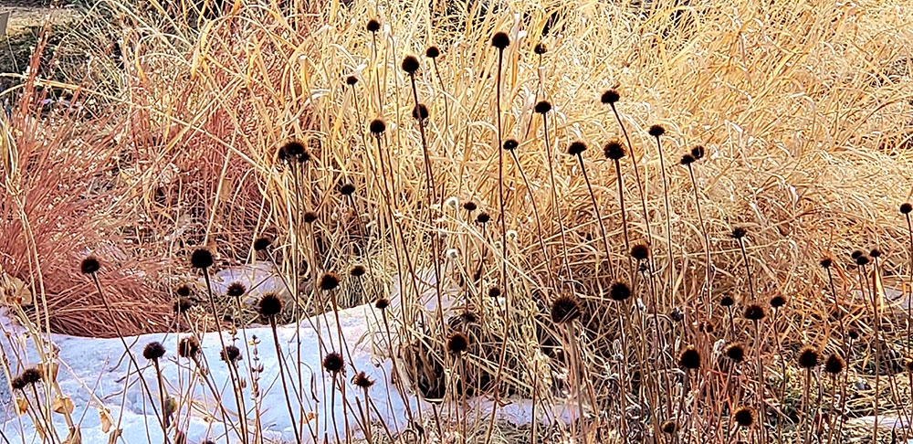 Pale purple coneflower (Echinacea pallida)