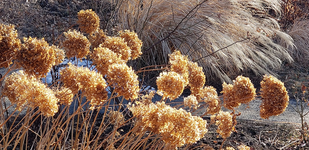 Hydrangea arborescens ‘Annabelle’