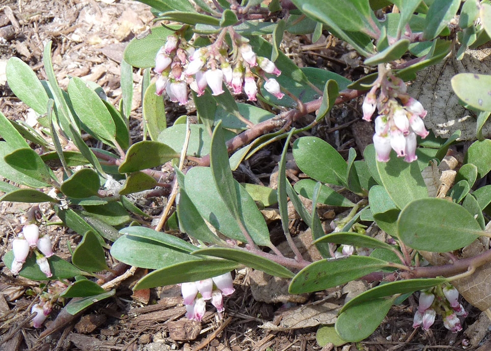 Arctostaphylos × coloradensis ‘Panchito’