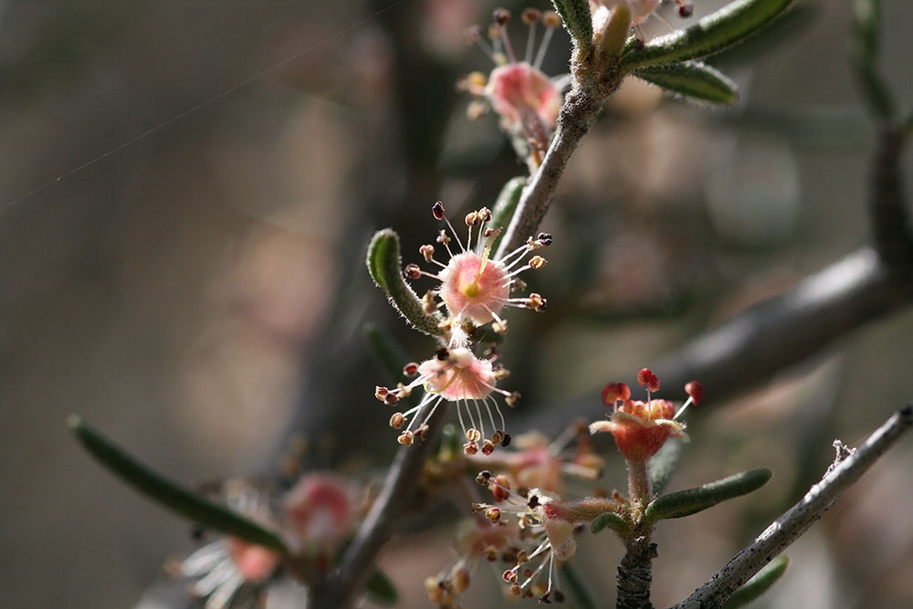 Cercocarpus intricatus