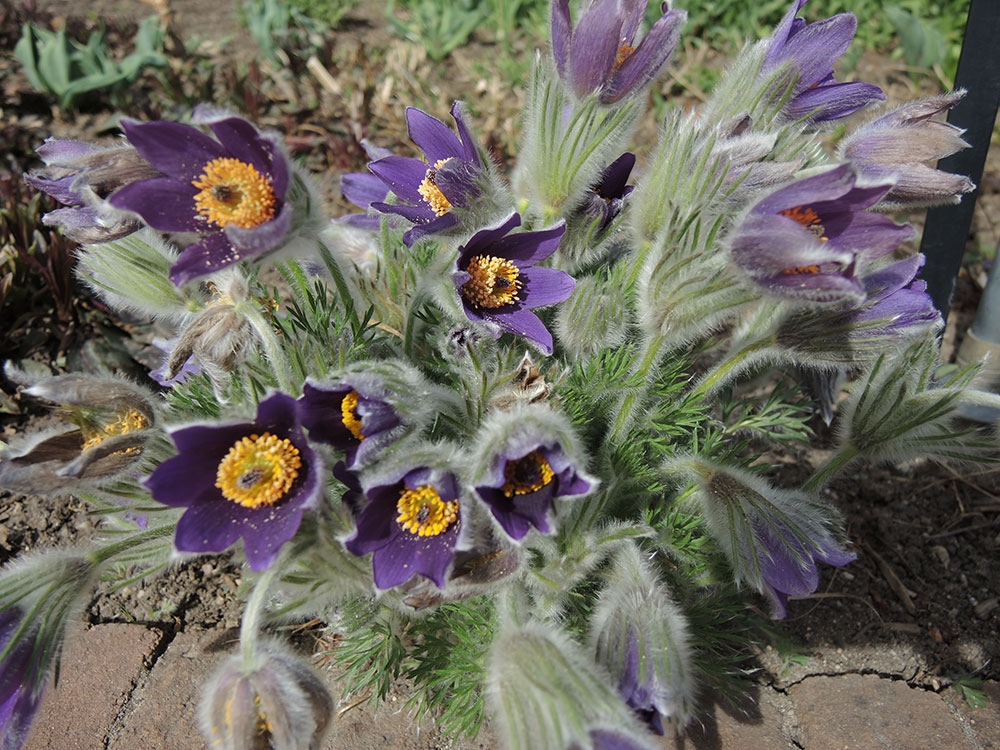 March Walking Tour – What's in Bloom | Denver Botanic Gardens