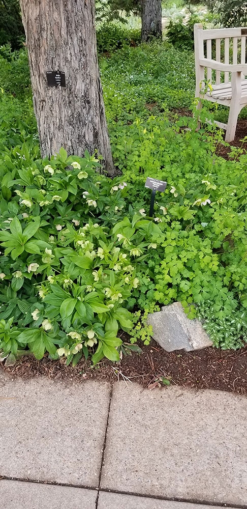 Helleborus orientalis 'Pink Lady'