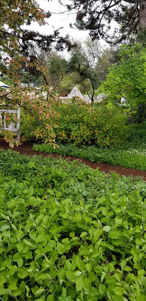 Kerria japonica 'Pleniflora'