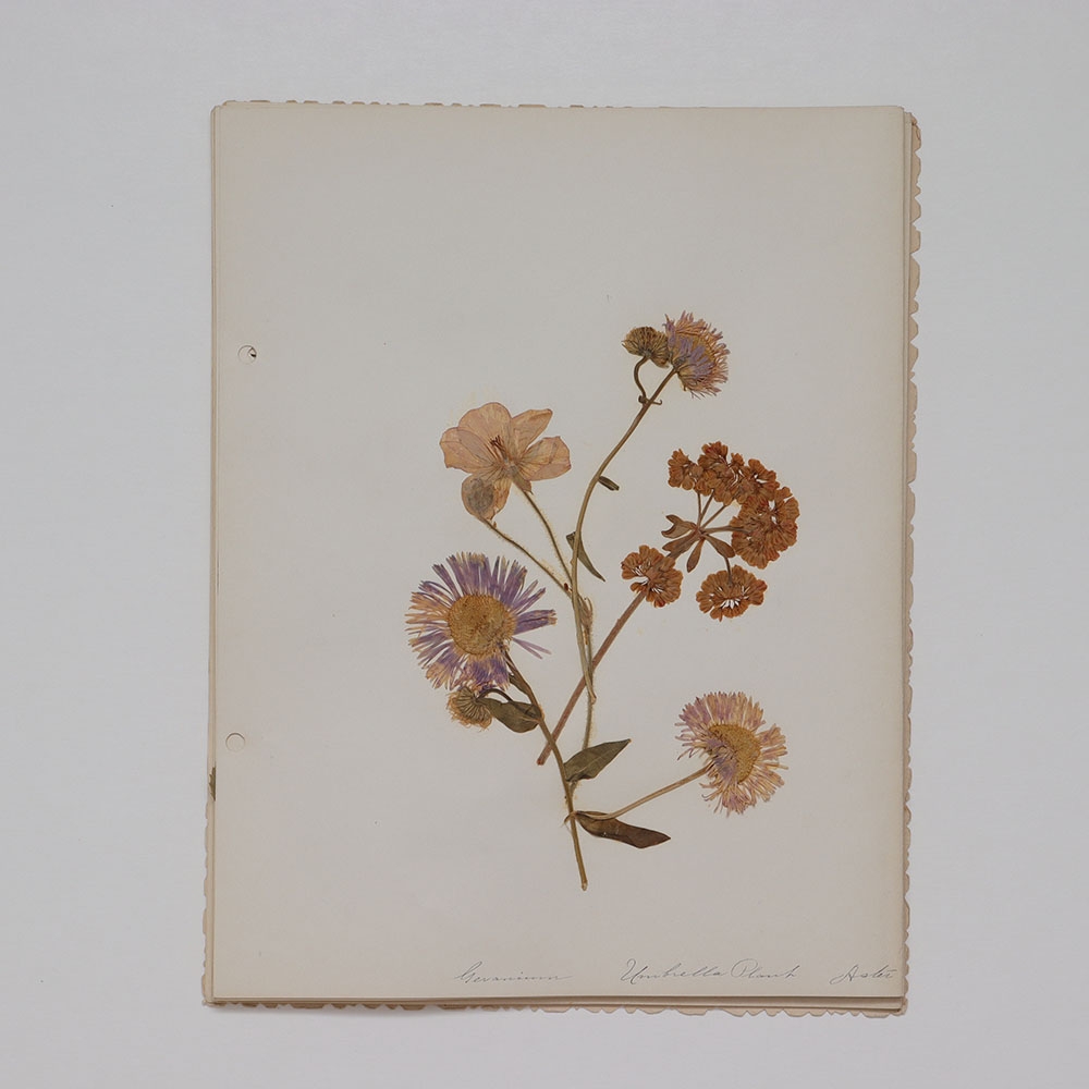 pressed flowers