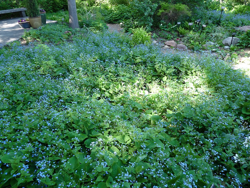 Siberian bugloss