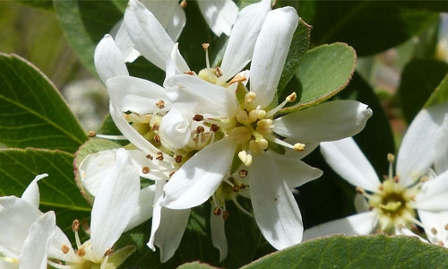 May Walking Tour – Five Shrubs from Colorado’s Western Slope | Denver ...