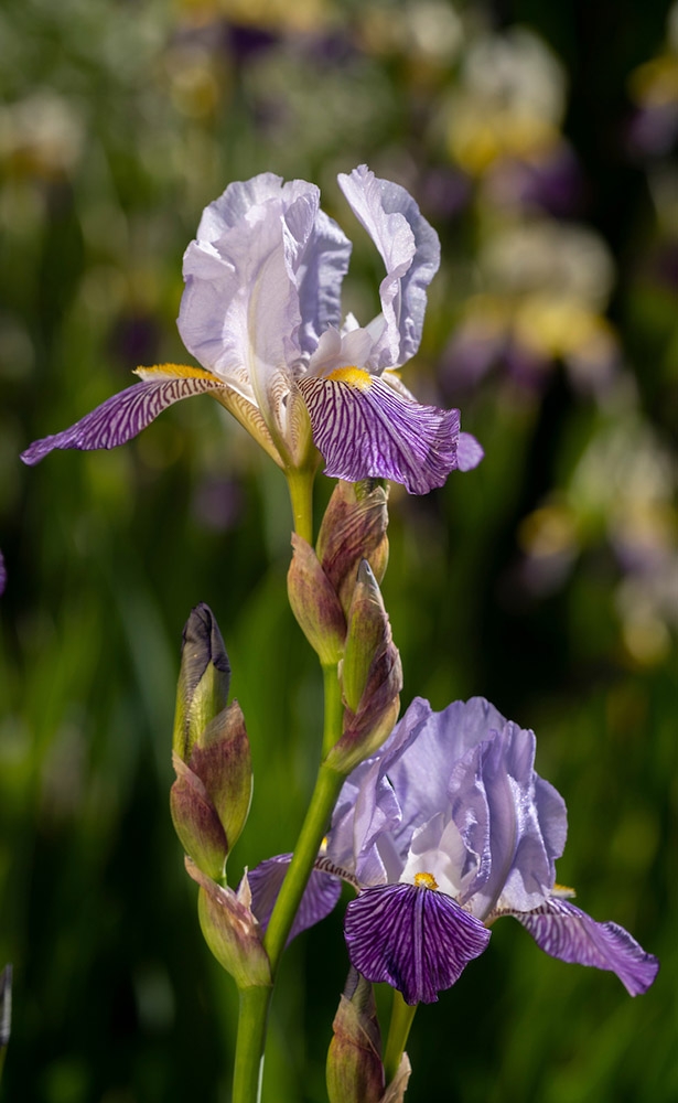purple iris