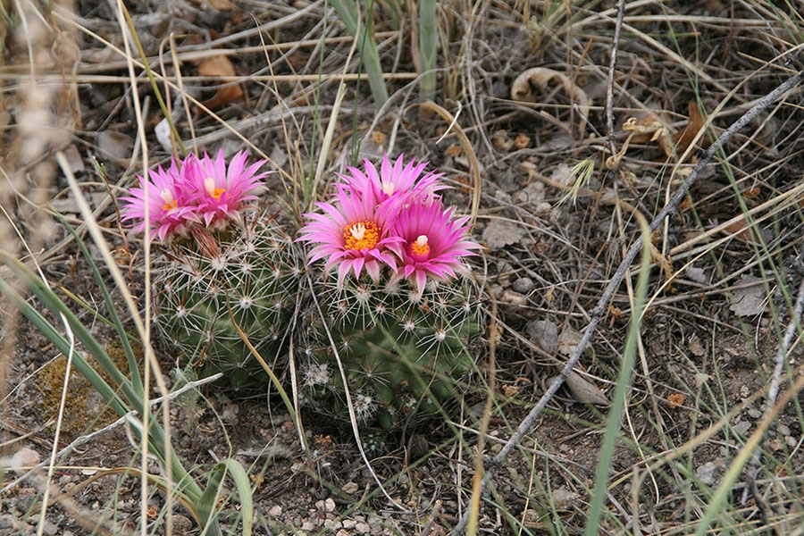 The ball cactus Escobaria vivipara