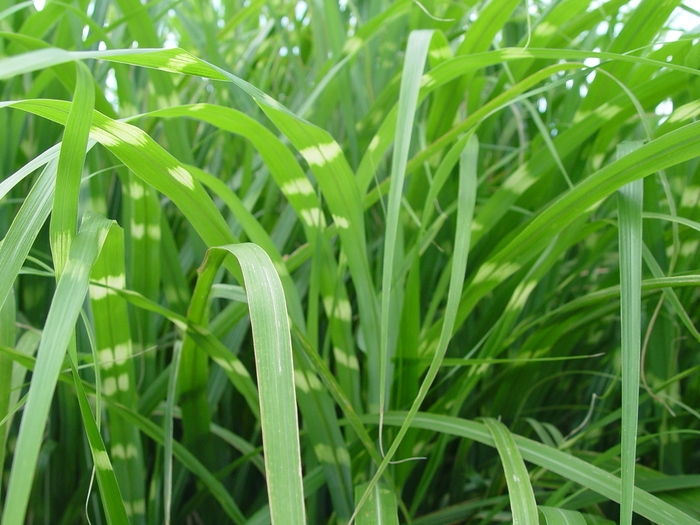 Miscanthus sinensis 'Zebrinus' close up