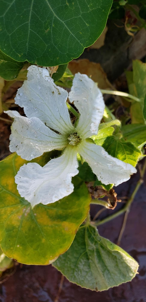 Birdhouse gourds in Le Potager