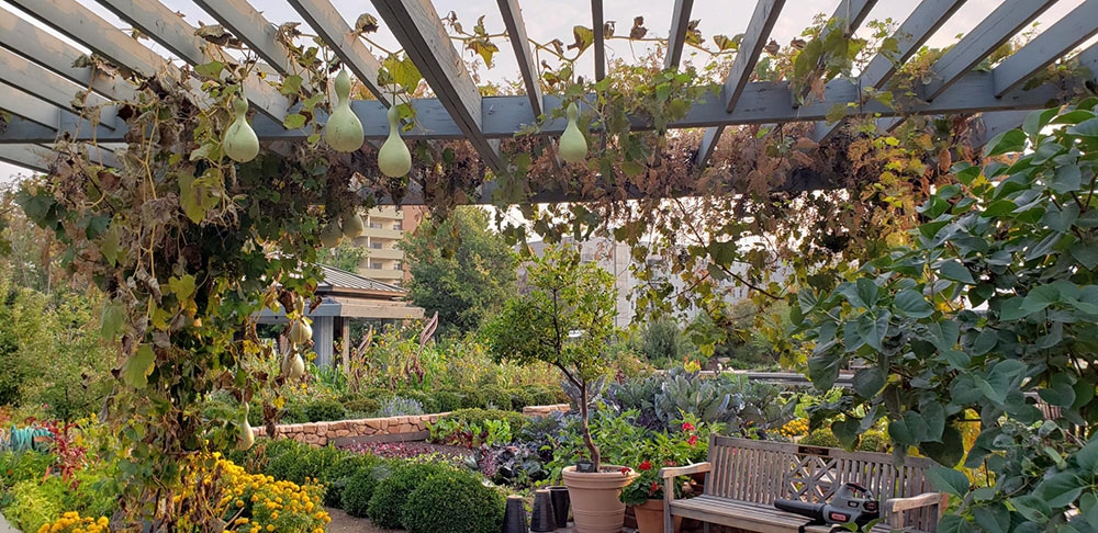 Birdhouse gourds in Le Potager