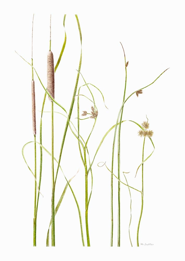 Mary Crabtree, "Autumn at Pond’s Edge," colored pencil, 2020.