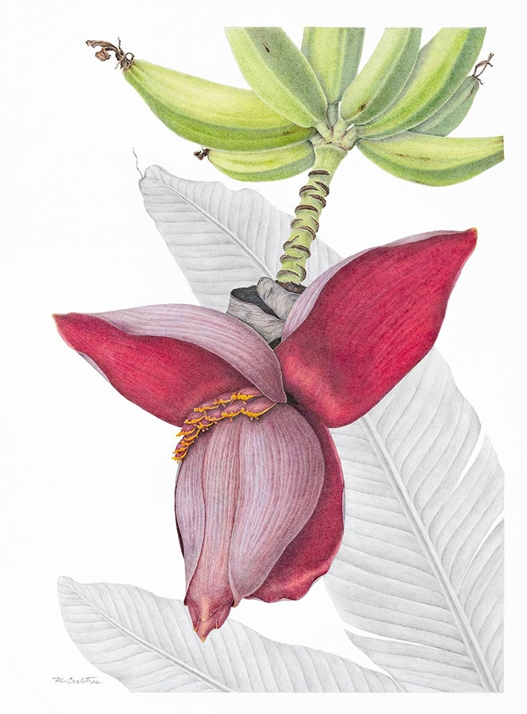 Mary Crabtree, "Musa Species," colored pencil and graphite, 2020.
