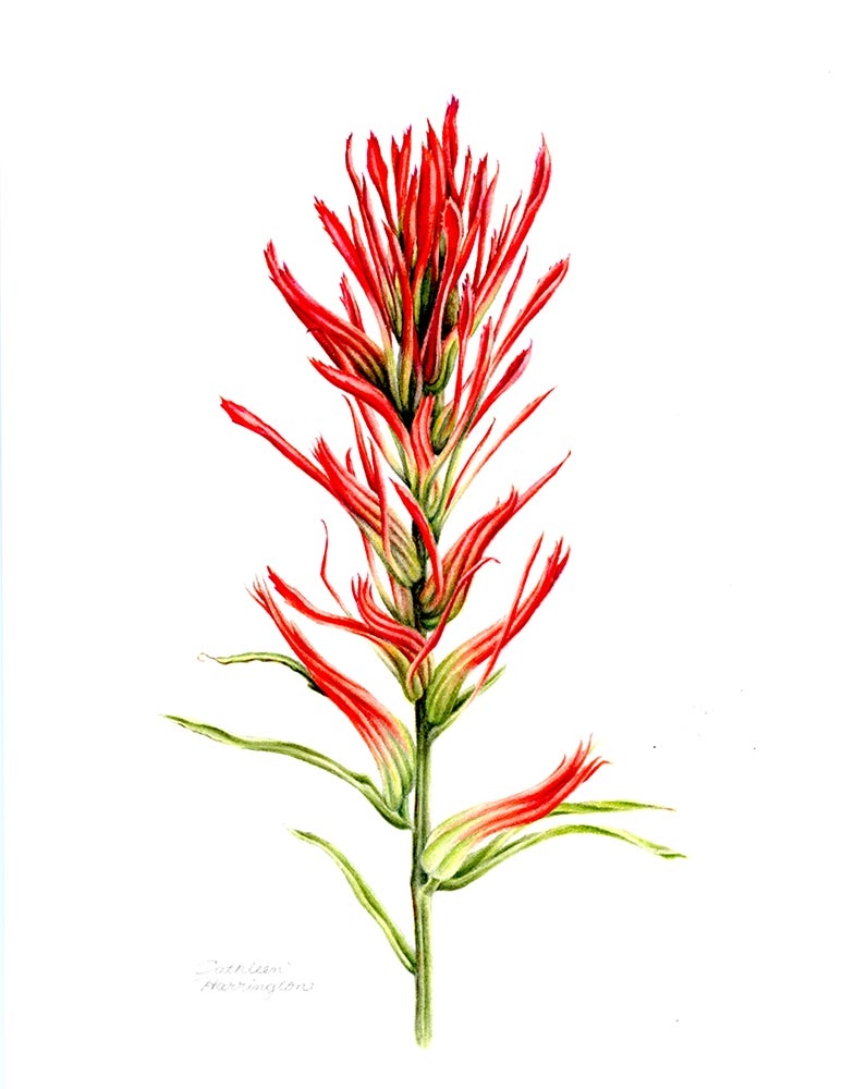 Cathleen Harrington, “Castilleja sp.,” watercolor, 2018.
