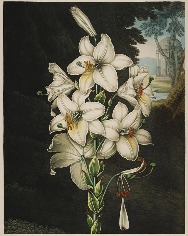 Peter Charles Henderson and Joseph Constantine Stadler, “The White Lily with Variegated-Leaves”, mixed method engraving, 1800. Gift of Nancy Kountze Mitchell in honor of her late husband John C. Mitchell II.