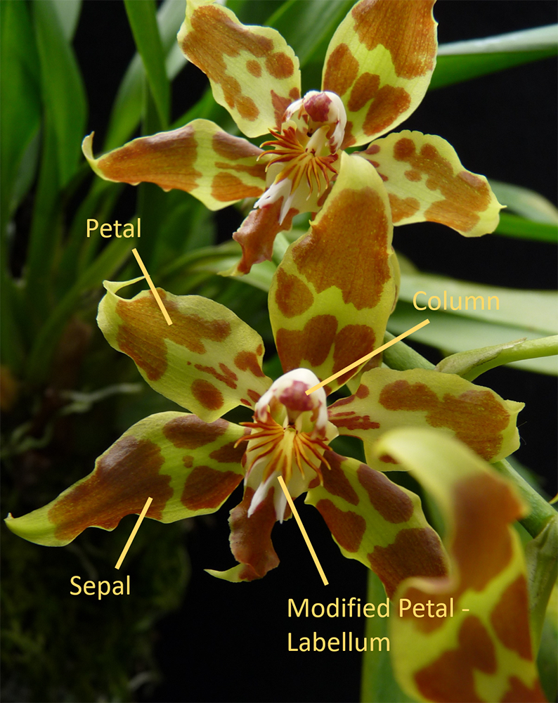 Oncidium portmannii