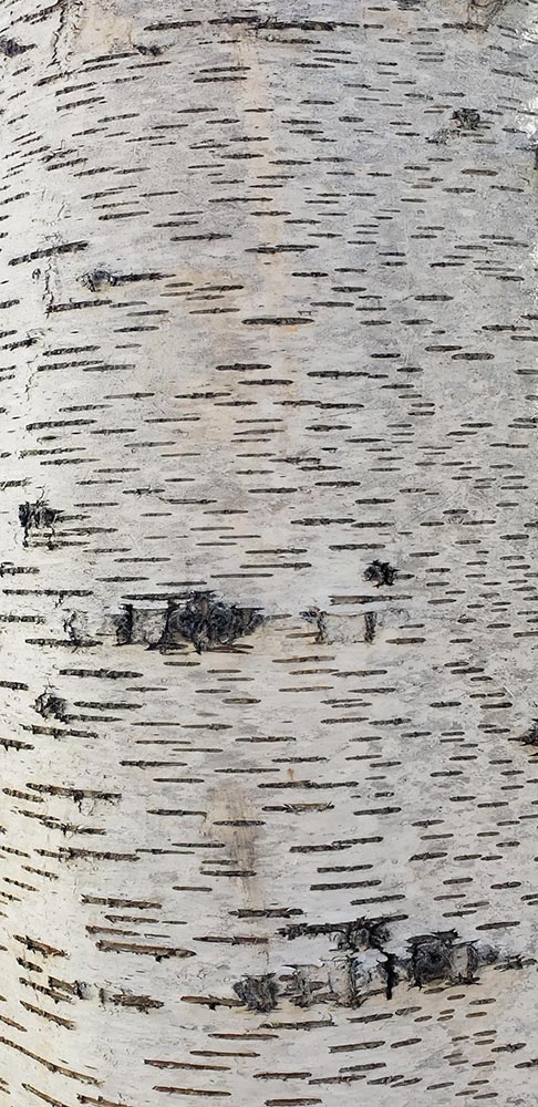 Birch bark