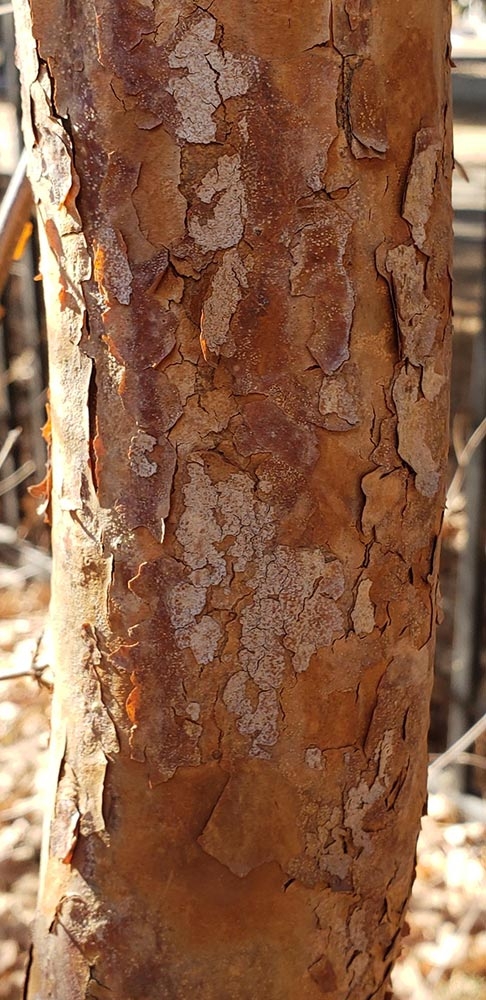 Lacebark elm bark