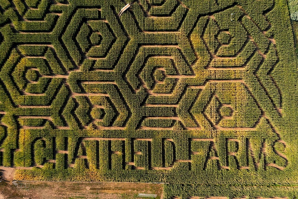 Corn Maze at Chatfield Farms