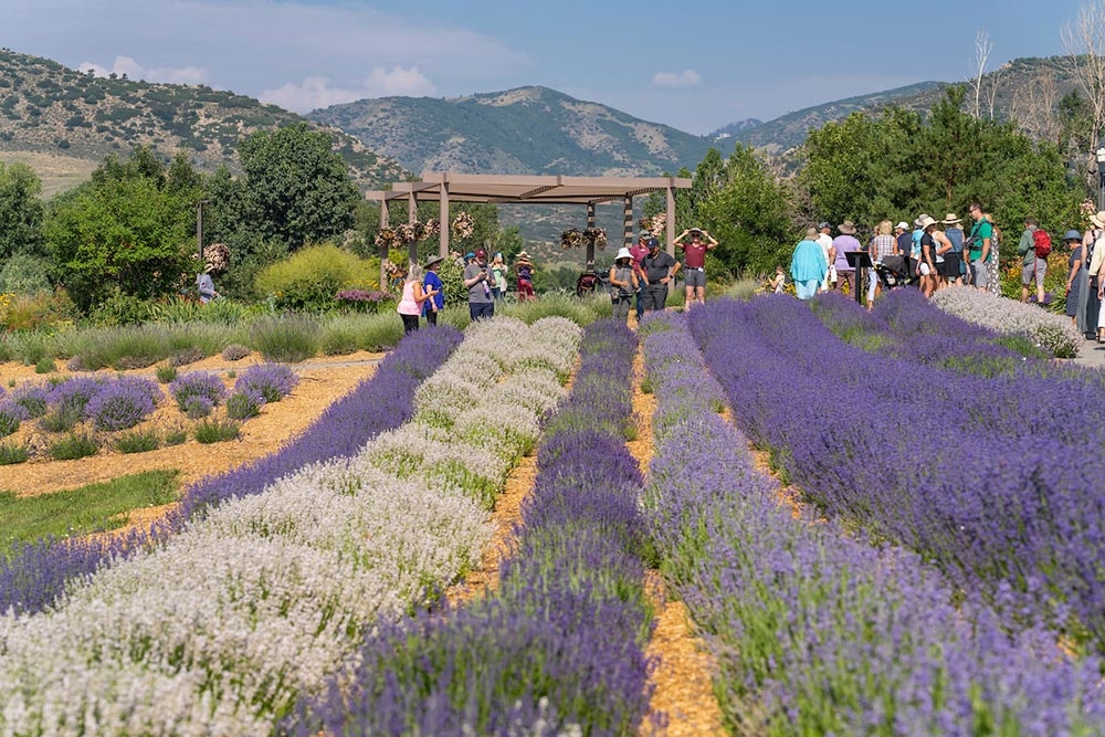 Lavender Festival Denver Botanic Gardens