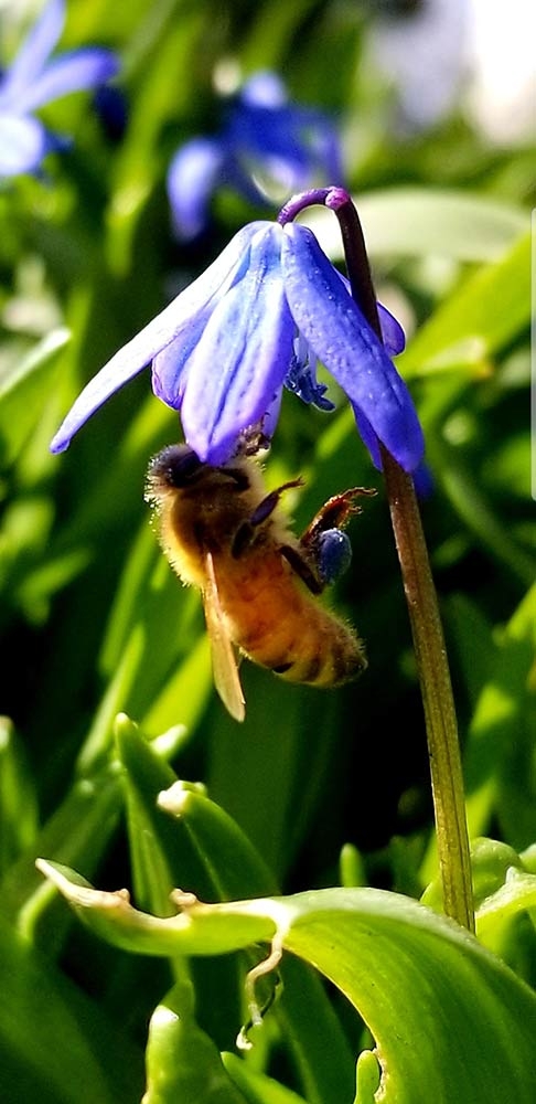 Bee on Scilla siberica flower