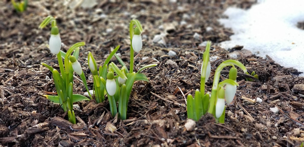Snowdrops (Galanthus spp.)