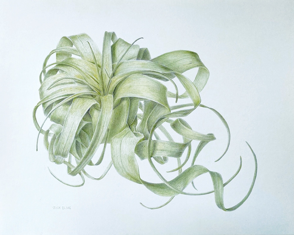 Nick Elias Tillandsia