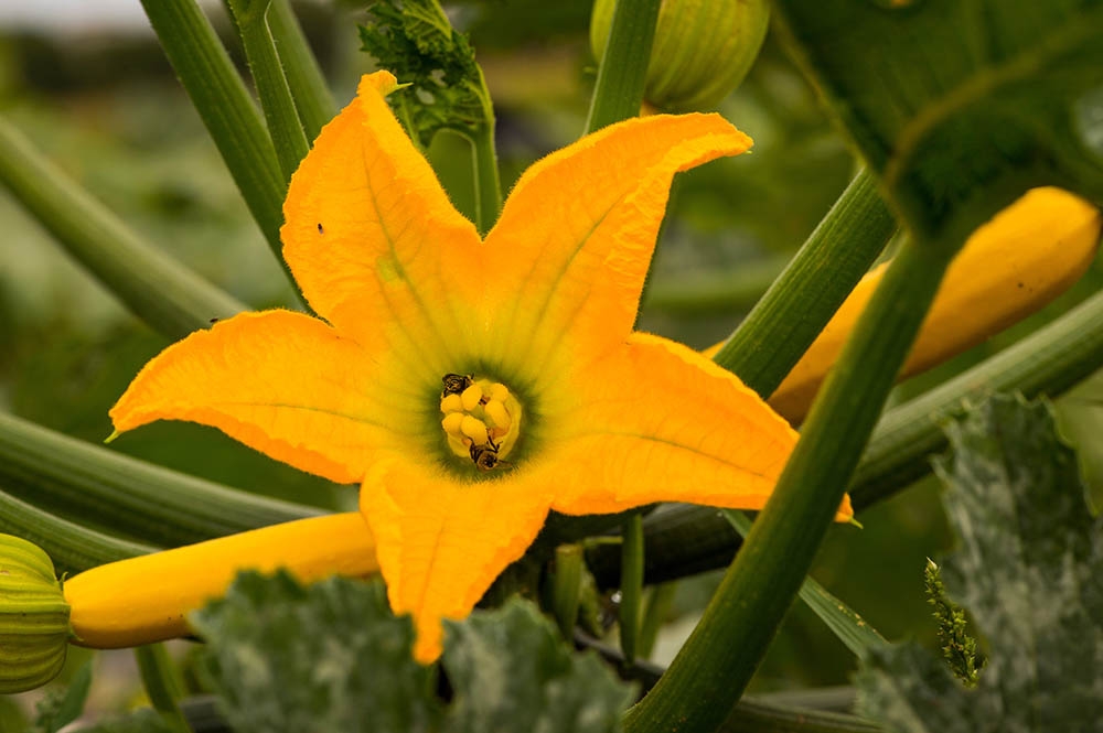squash flower