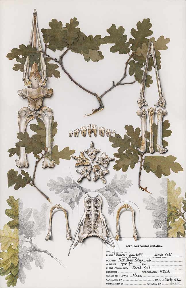 Amy K. Wendland, “Cathedral”,“Quercus gambelii” (Gambel oak) herbarium specimen, colored pencil, chalk paint and graphite, 2019. 
