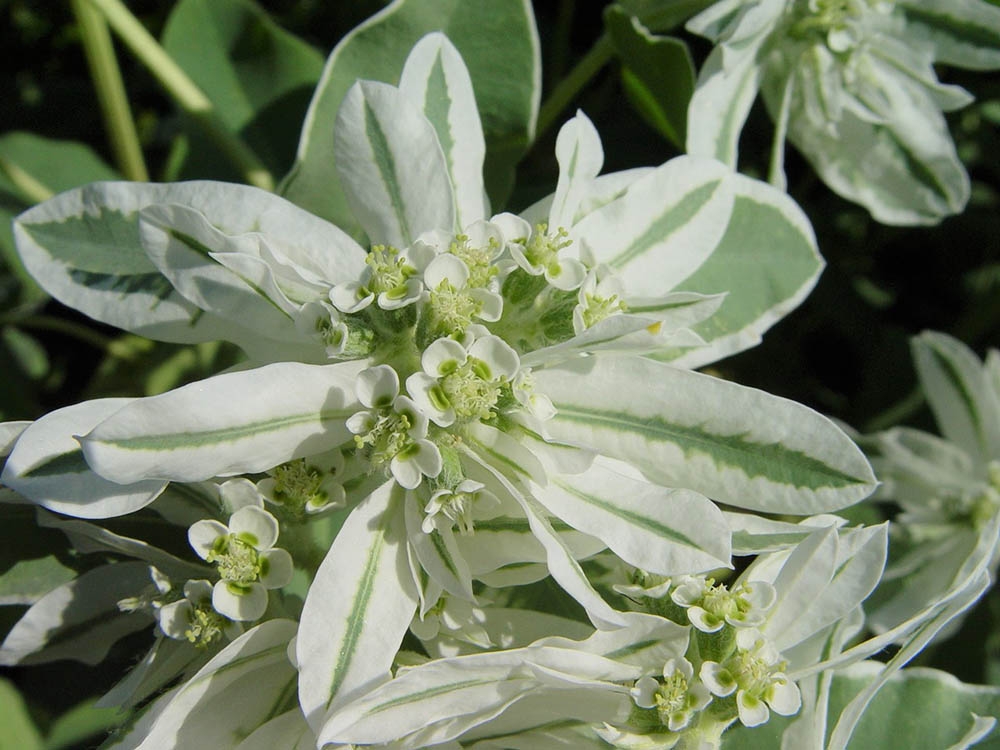 Euphorbia marginata