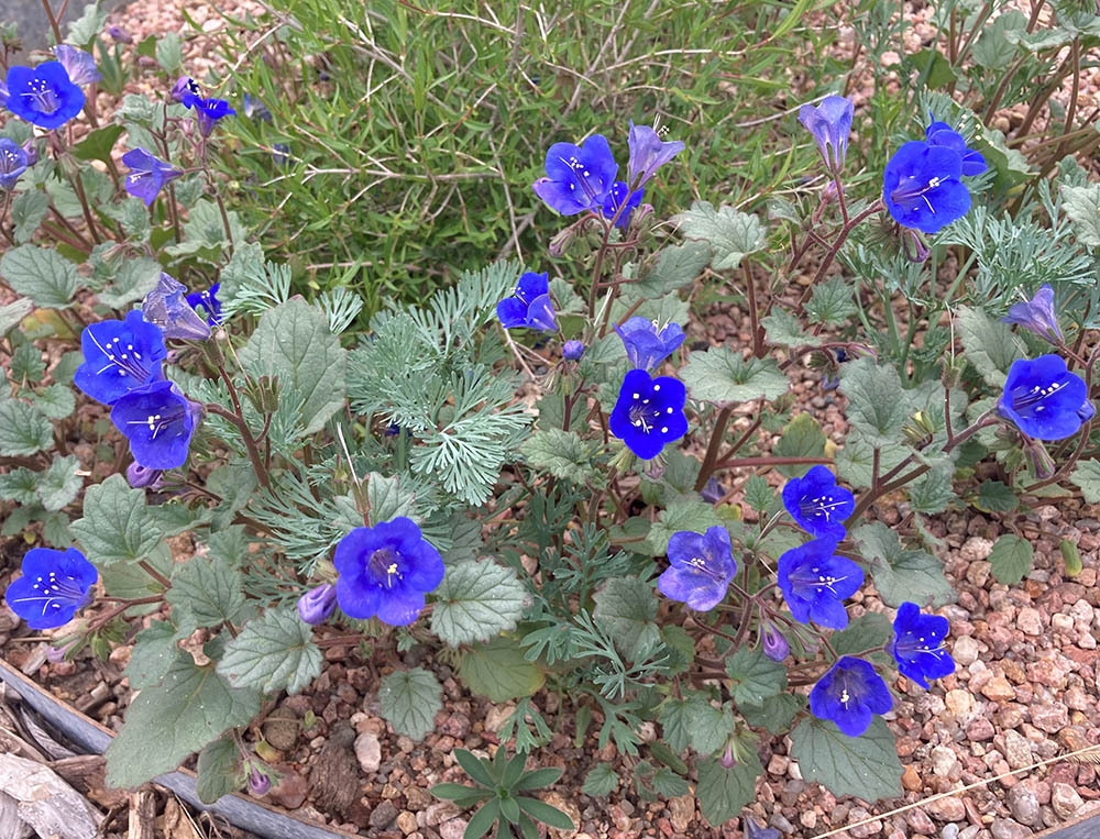 Phacelia campanularia