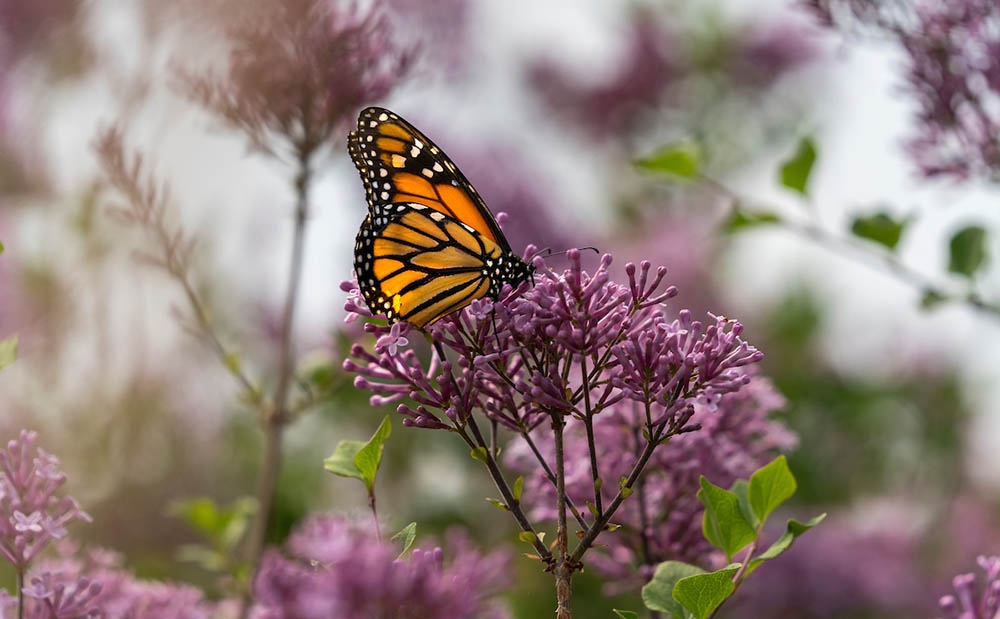 Designing the Butterfly House at Chatfield Farms | Denver Botanic Gardens