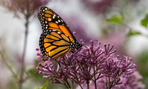 Designing the Butterfly House at Chatfield Farms | Denver Botanic Gardens